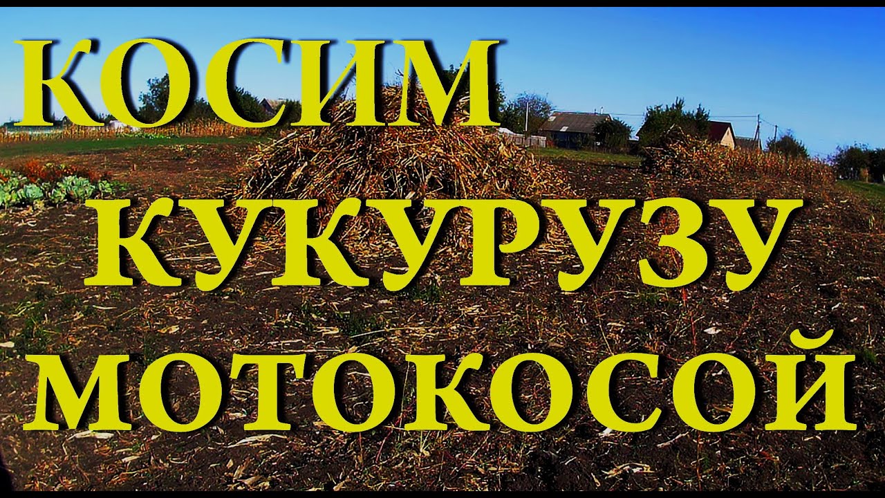 Косим кукурузу мотокосой