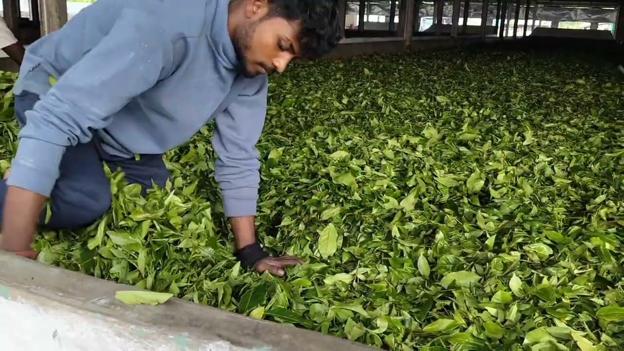 Proper spreading and proper withering is most important for good ctc teas