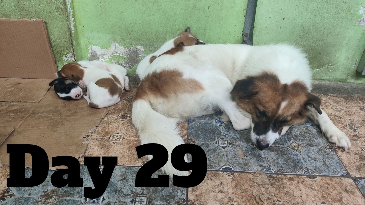 Dogs Life: Day 29 – Big Changes This Week