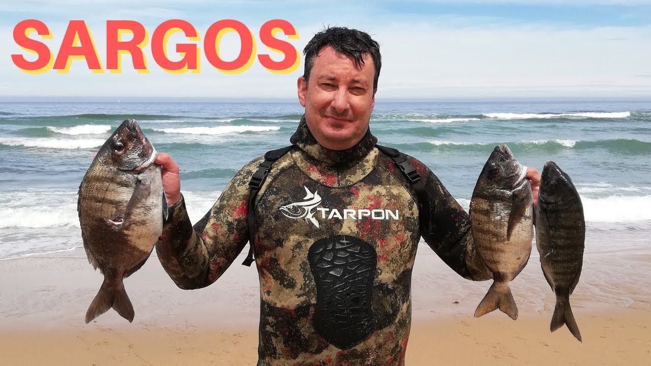 Sargos e Tainhas no Oeste, Junho 2019 (Spearfishing Portugal)
