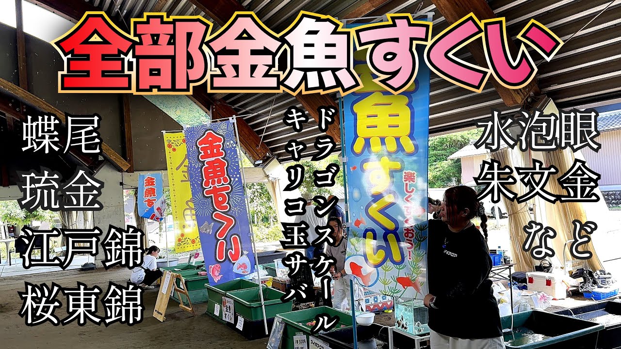 金魚すくいで10品種以上の金魚用意してみた