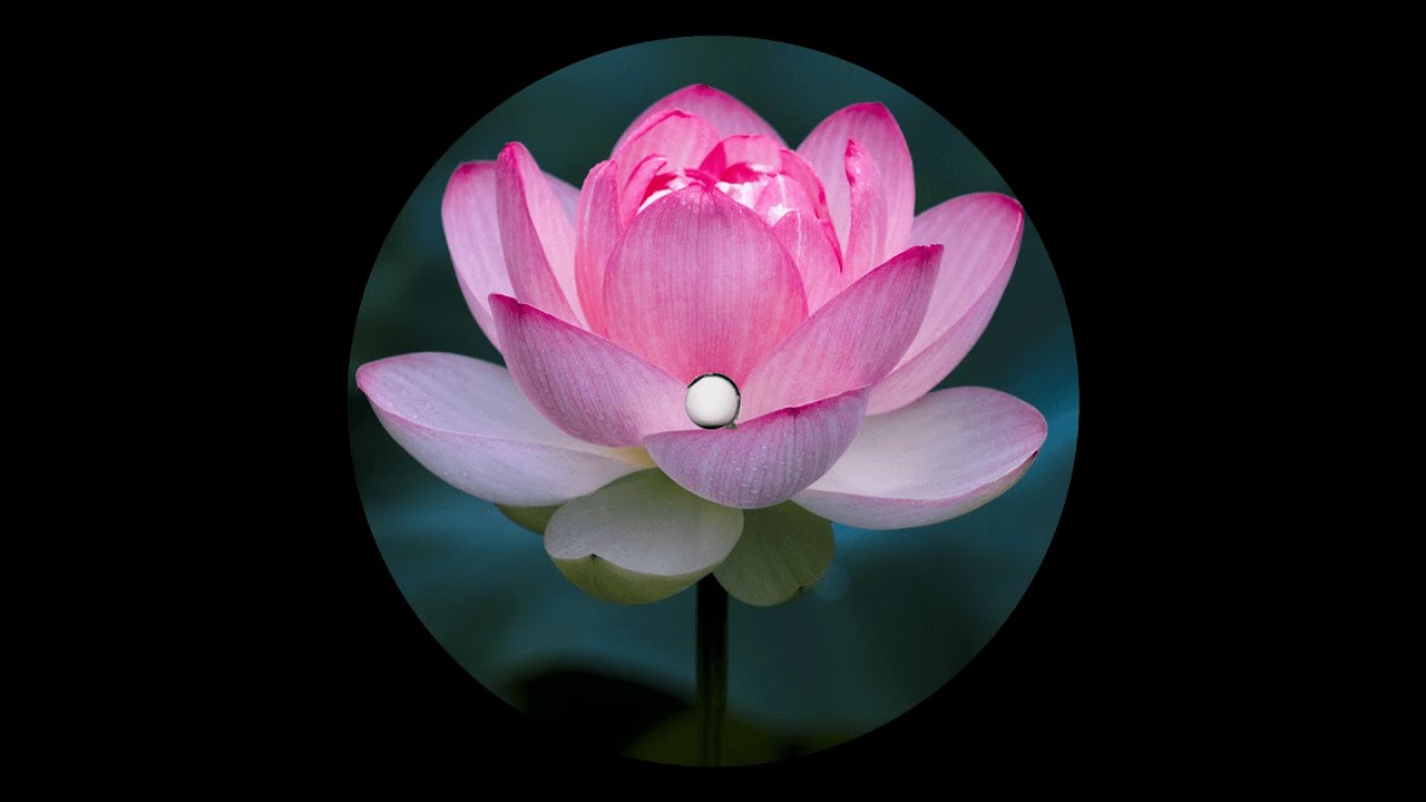 Razvan Ban - Thich Nhat Hanh