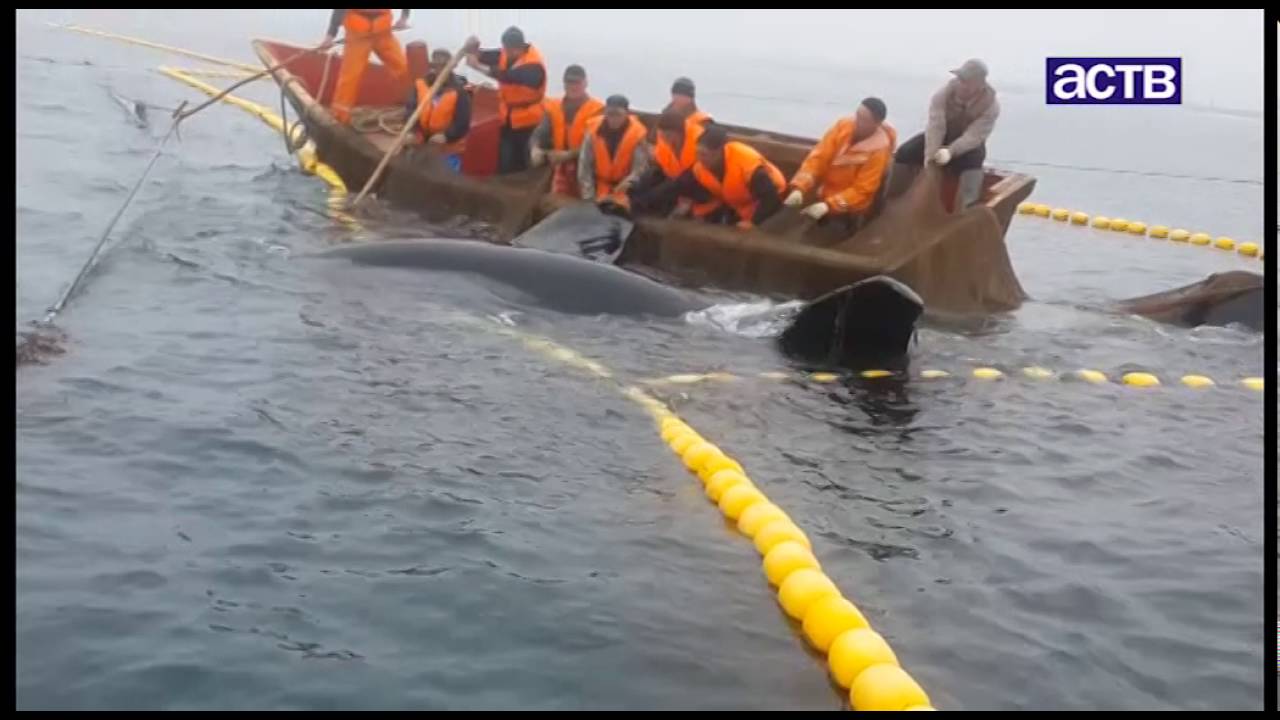 На юге Сахалина рыбаки спасли косатку из сетей