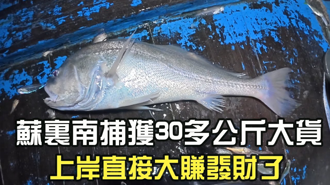 蘇裏南捕獲30多公斤大貨，上岸直接大賺發財了#阿牛愛捕魚  #蘇裏南 #趕海 #捕魚 #網魚