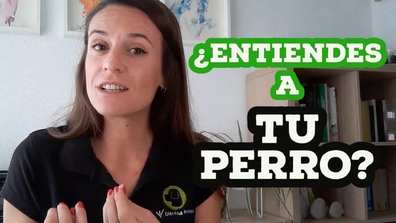 LENGUAJE Y COMUNICACI&Oacute;N CANINA - Qu&eacute; es y por qu&eacute; es importante conocerla - Di&eacute;resis Animal Tv