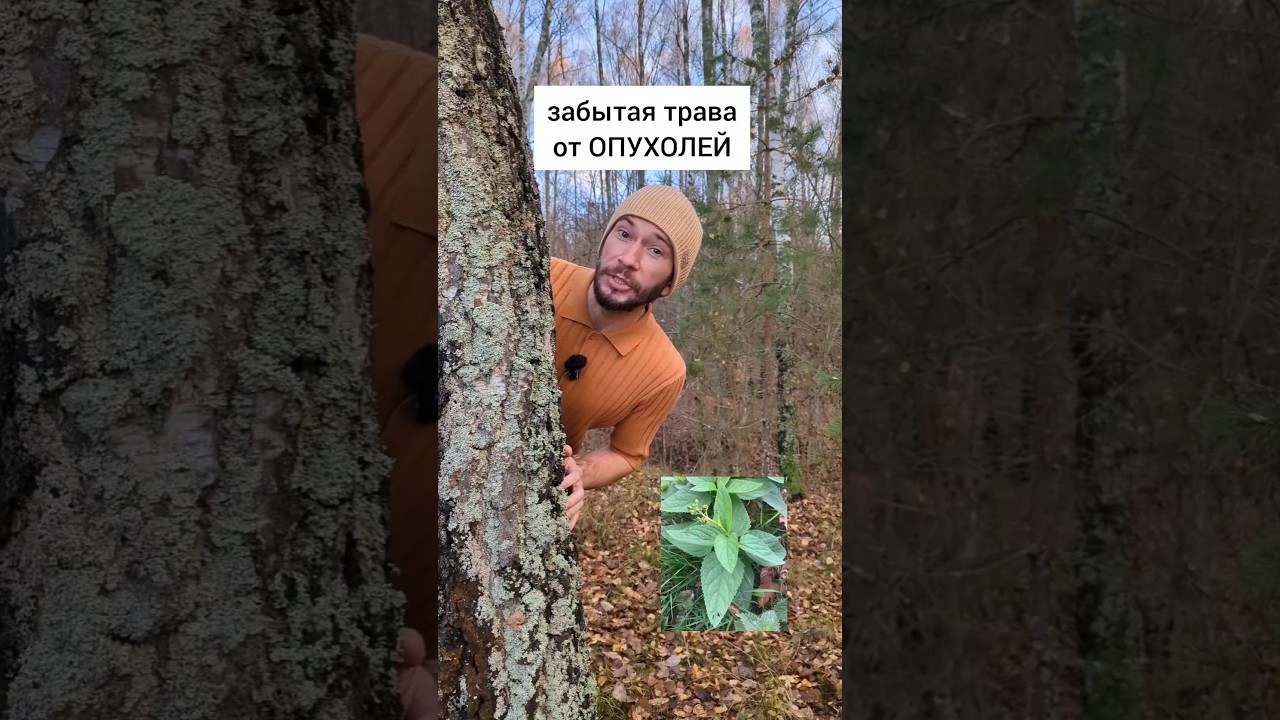 забытая трава от опухолей #травы #лекарственныерастения #здоровьебезлекарста