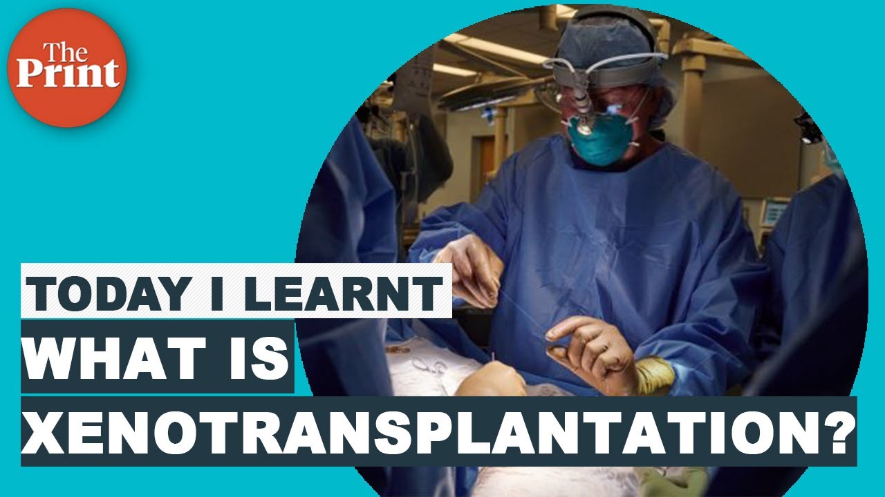 New York surgeons transplant pig kidney to brain dead human &mdash; What is xenotransplantation?