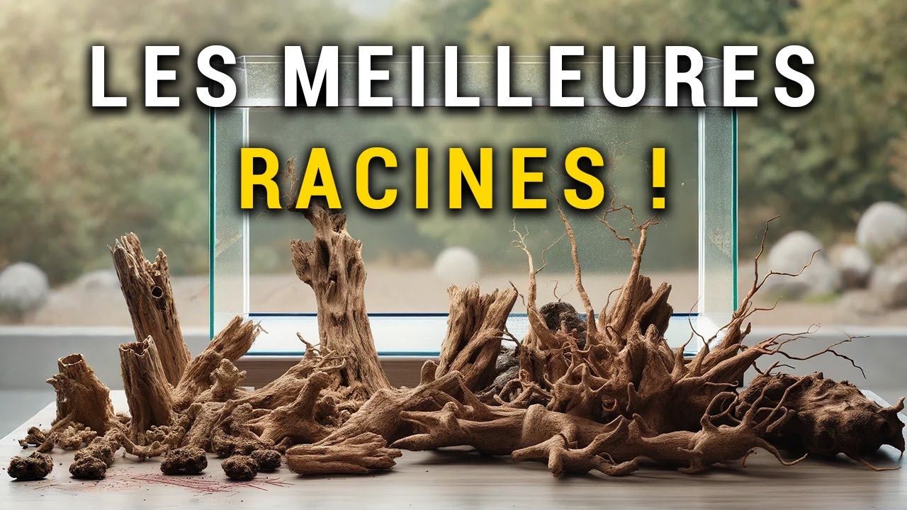 QUELS BOIS POUR VOTRE AQUARIUM D'EAU DOUCE ?