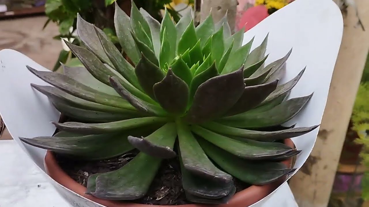 PASSEIO NO GALPÃO DAS PLANTAS, MUITAS PLANTAS COM PREÇOS ACESSÍVEIS #plantas #