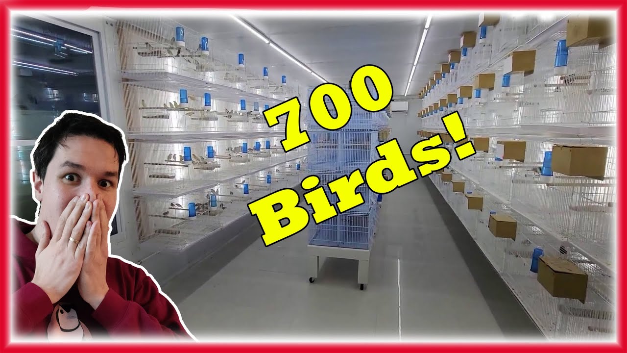Beautiful AVIARY Showcase, ft PARADISE AVIARY