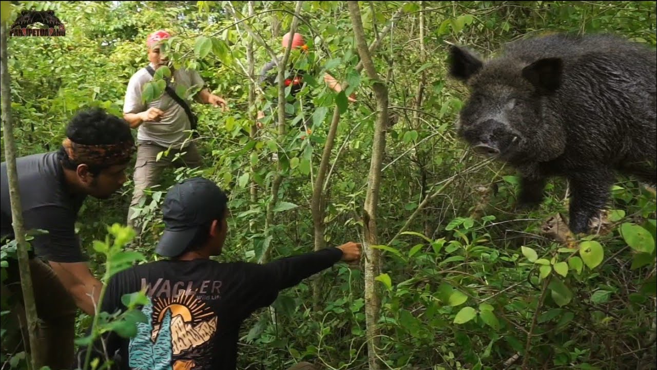 Menaklukan Hewan buas penghuni Hutan Saat kami cari ular di sumatera | feat @HERU GUNDUL