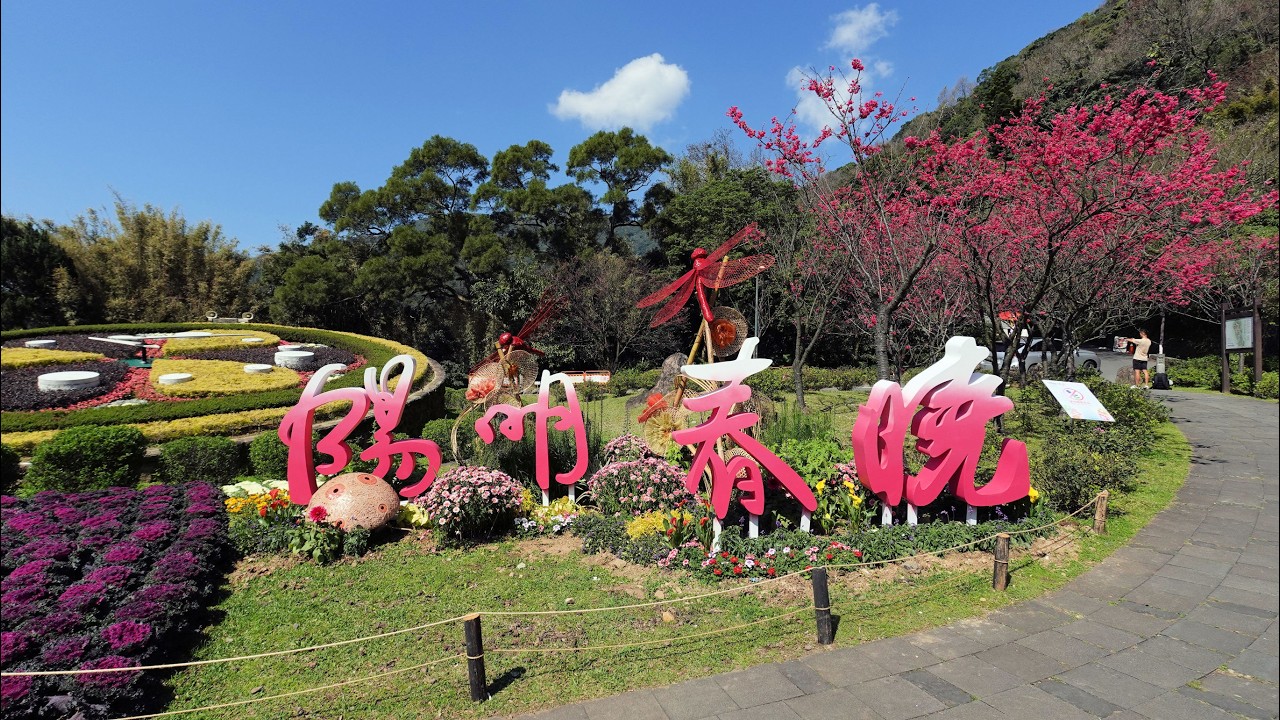 202602陽明山賞 櫻