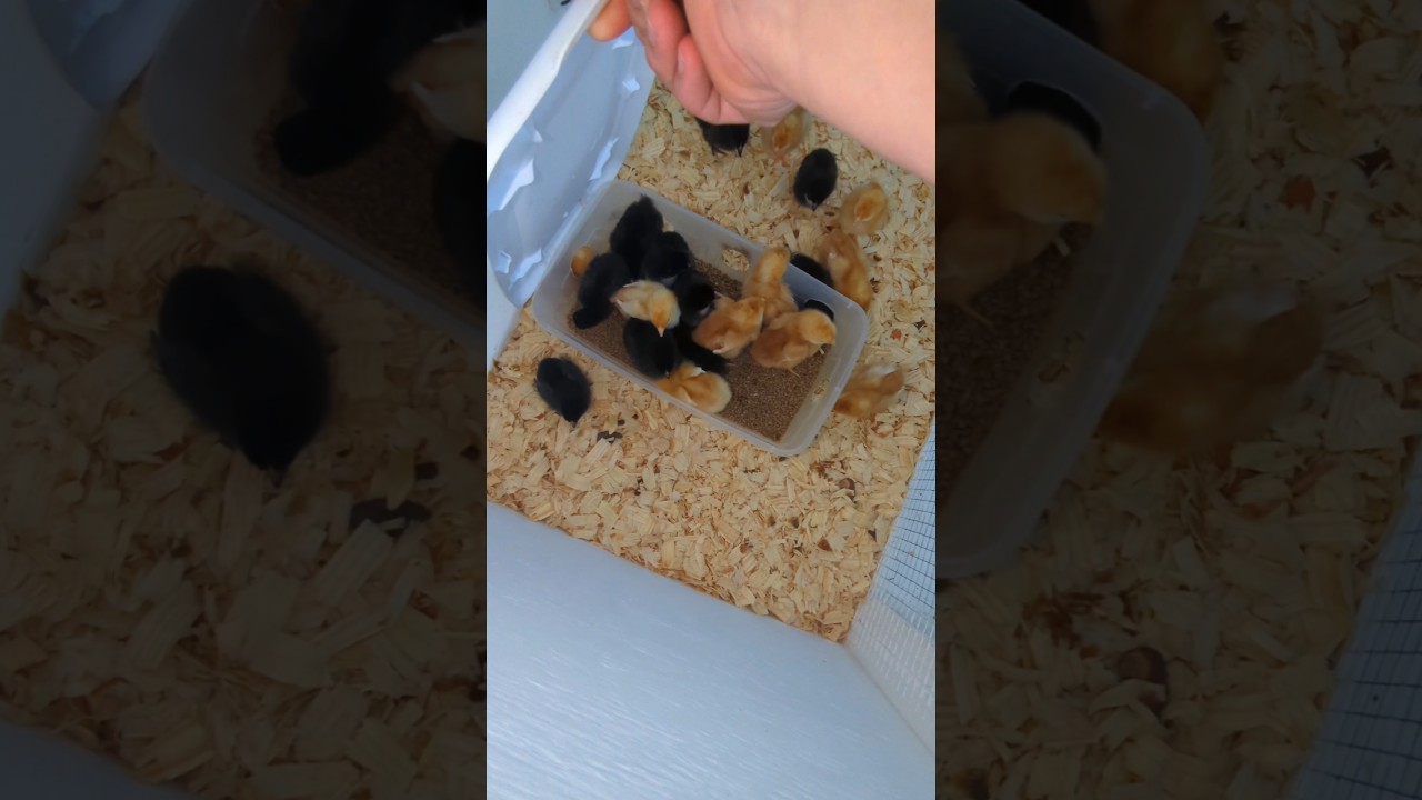 Why Do The Baby Chicks Love This? #babychicks