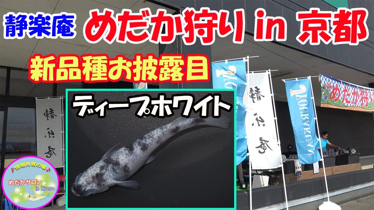 第68回 静楽庵【出張めだか狩り in 京都】