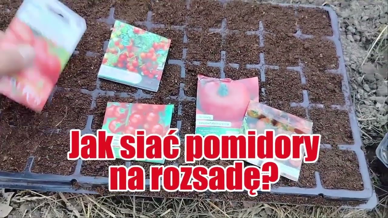 Jak i kiedy siać pomidory na rozsadę? NAJLEPSZY TERMIN!!!