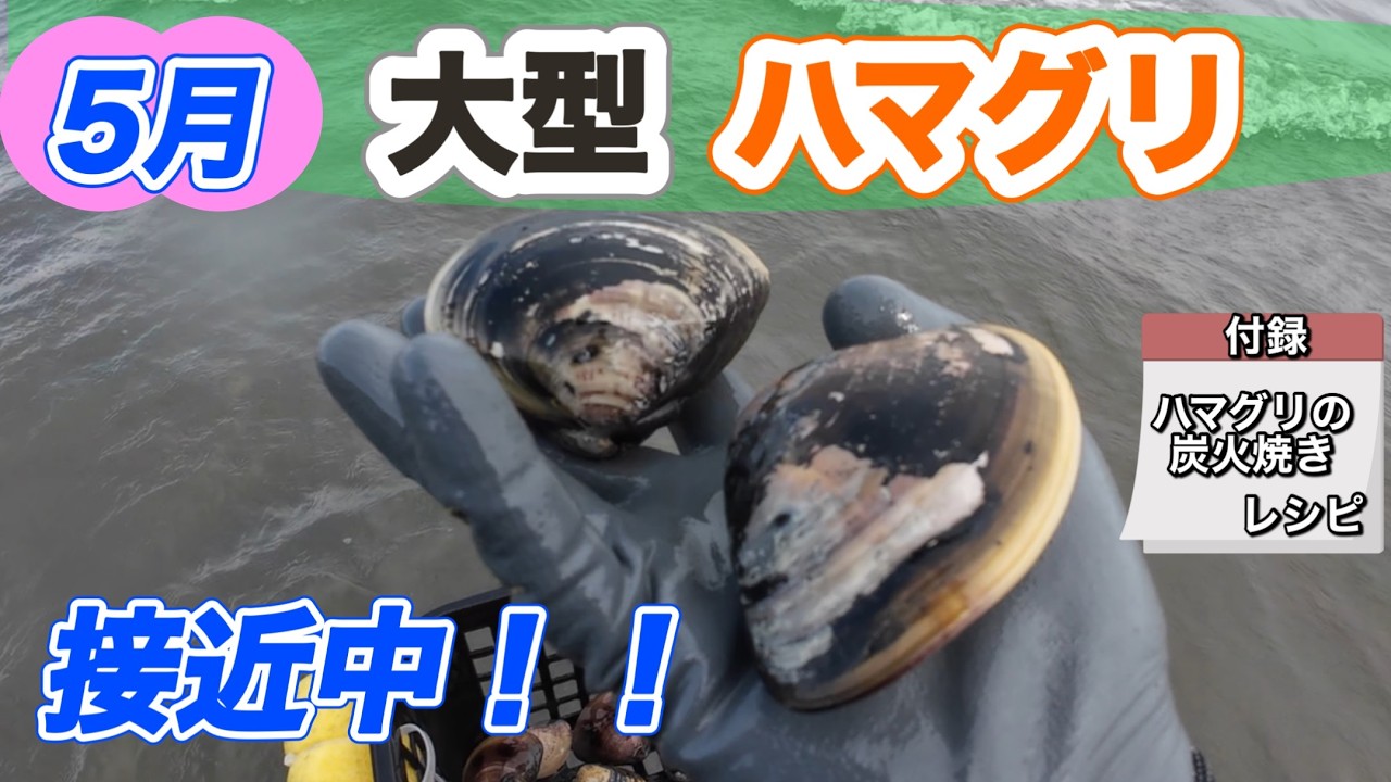 デカハマグリの季節到来。居る場所はこんな所。