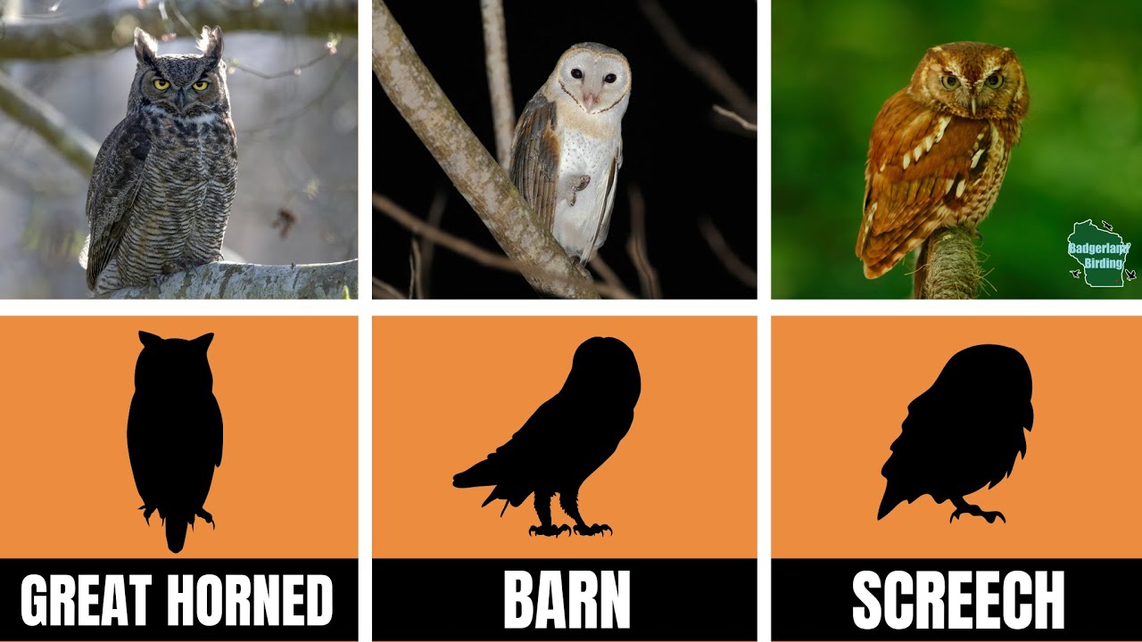The ULTIMATE Owl Identification Guide! (United States)