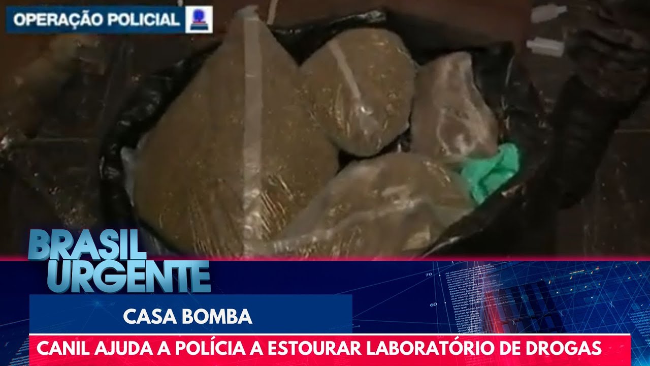Buma e a casa bomba: canil ajuda a polícia a estourar laboratório de drogas | Brasil Urgente