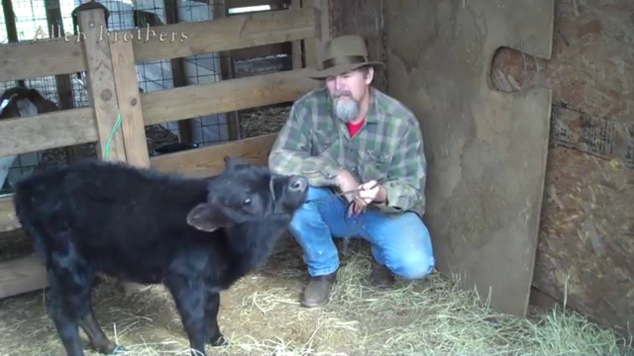 How to Begin Calf Halter Training: Cow Tipping 9/The Allen Brothers