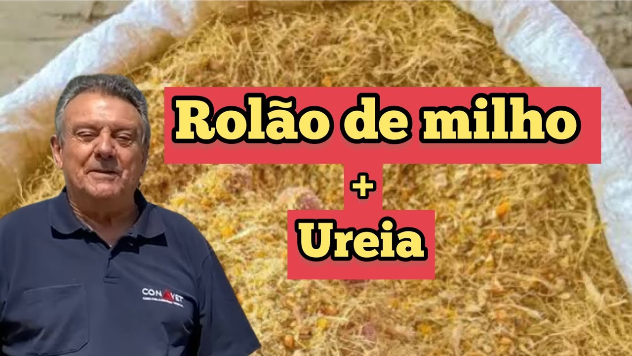 ROLÃO de MILHO e UREIA a COMBINAÇÃO PERFEITA PARA RESOLVER PROBLEMAS DO SEU GADO 🐄.