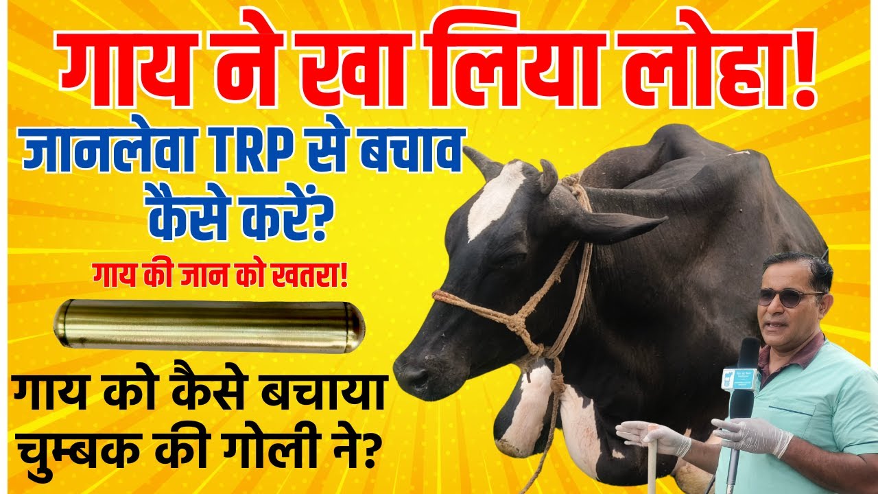 गाय ने खा लिया लोहा | TRP जानलेवा है, बचाव और इलाज जाने | डॉ. रमेश कुमार तिवारी की सलाह