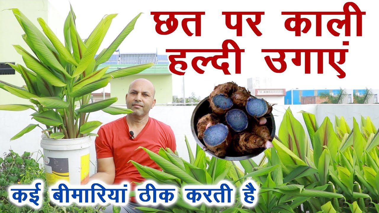 छत पर काली हल्दी, औषधि का खजाना है, पूरी जानकारी Black turmeric in organic Kitchen Garden