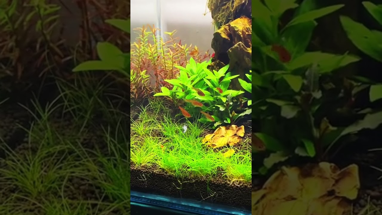 Najlepsza słodkowodna mikroryba - Ember Tetra