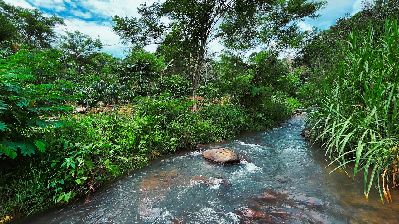 Fall Asleep Fast with Relaxing Natural Water Sounds from River Flowing Through Lush Wild Greenery