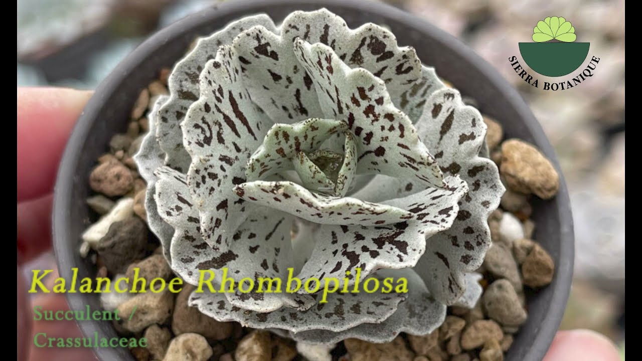 Kalanchoe 86 Türü / Kalanchoe Identification - Bölüm 1 Sukulent #sierrabotanique