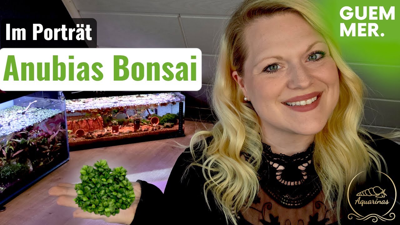 Miniaturpflanze mit gro&szlig;em Auftritt - Das Bonsai Zwergspeerblatt im Pflanzenportr&auml;t 🌿
