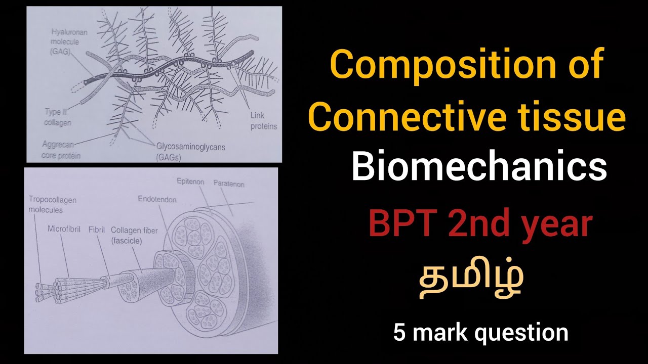 Composition of Connective Tissue in Tamil | biomechanics| collagen and elastin in Tamil| #bpt