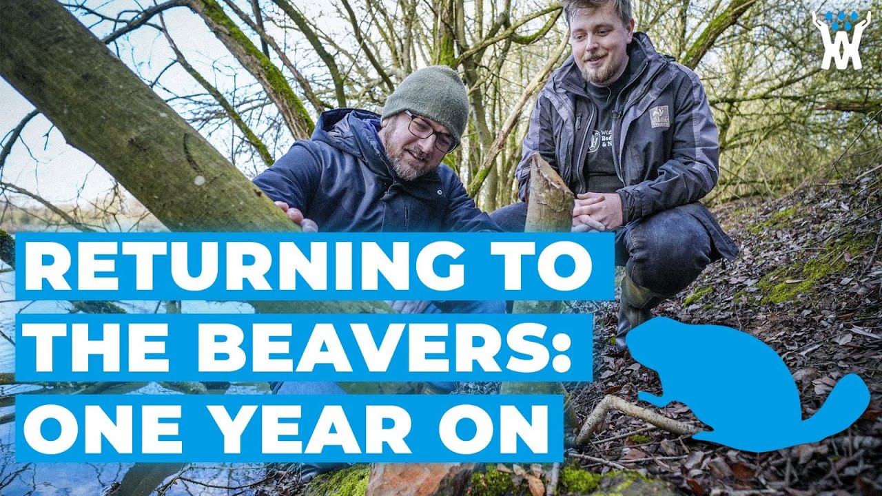 Episode 20: Beavers One Year On: How Rewilding Is Reshaping Wetlands
