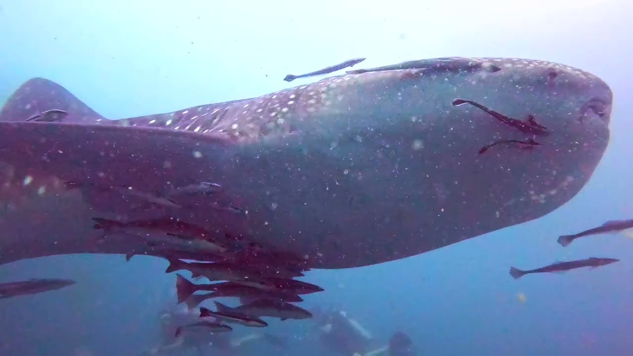 Whale Shark at Chumphon Pinnacle, Koh Tao