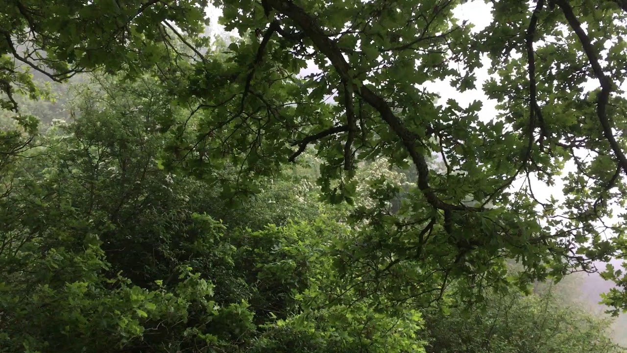 Knepp Rewilding Visit 20th May 2018, part 3
