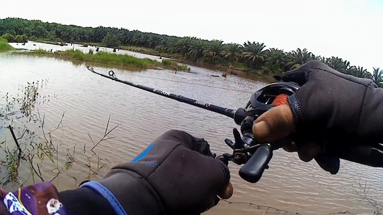 JURUS CASTING GABUS KETEMU SARANG IKAN GABUS BABON idaman para pemancing babon danau terselamatkan 