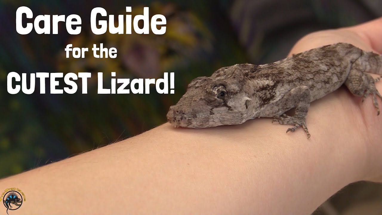 How to Take Care of a Cuban False Chameleon - A TDI Care Guide!