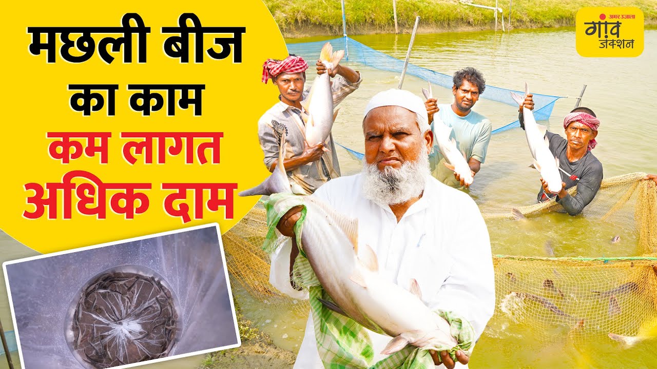 अब बंगाल ही नहीं, UP में भी तैयार हो रहा पंगेसियस का बीज! | Gaon Junction LIVE