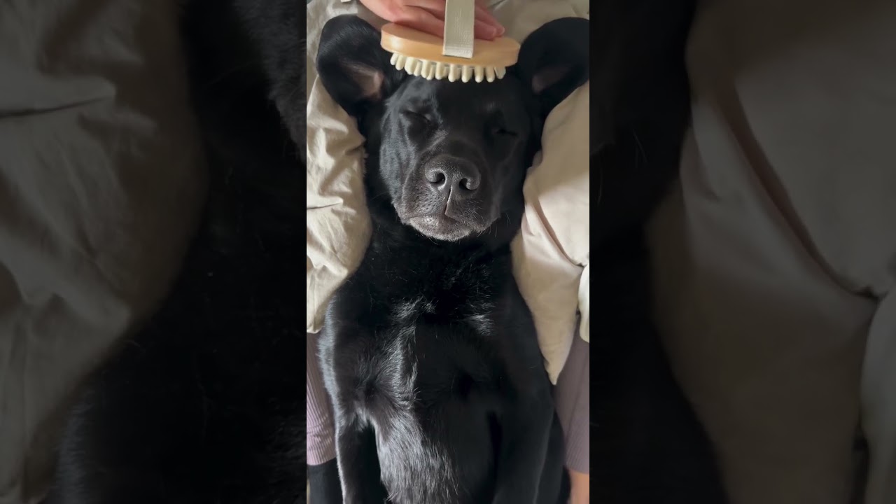 My dog got a massage!! #massage #spa #dog #dogs #labrador #labradors #dogshorts
