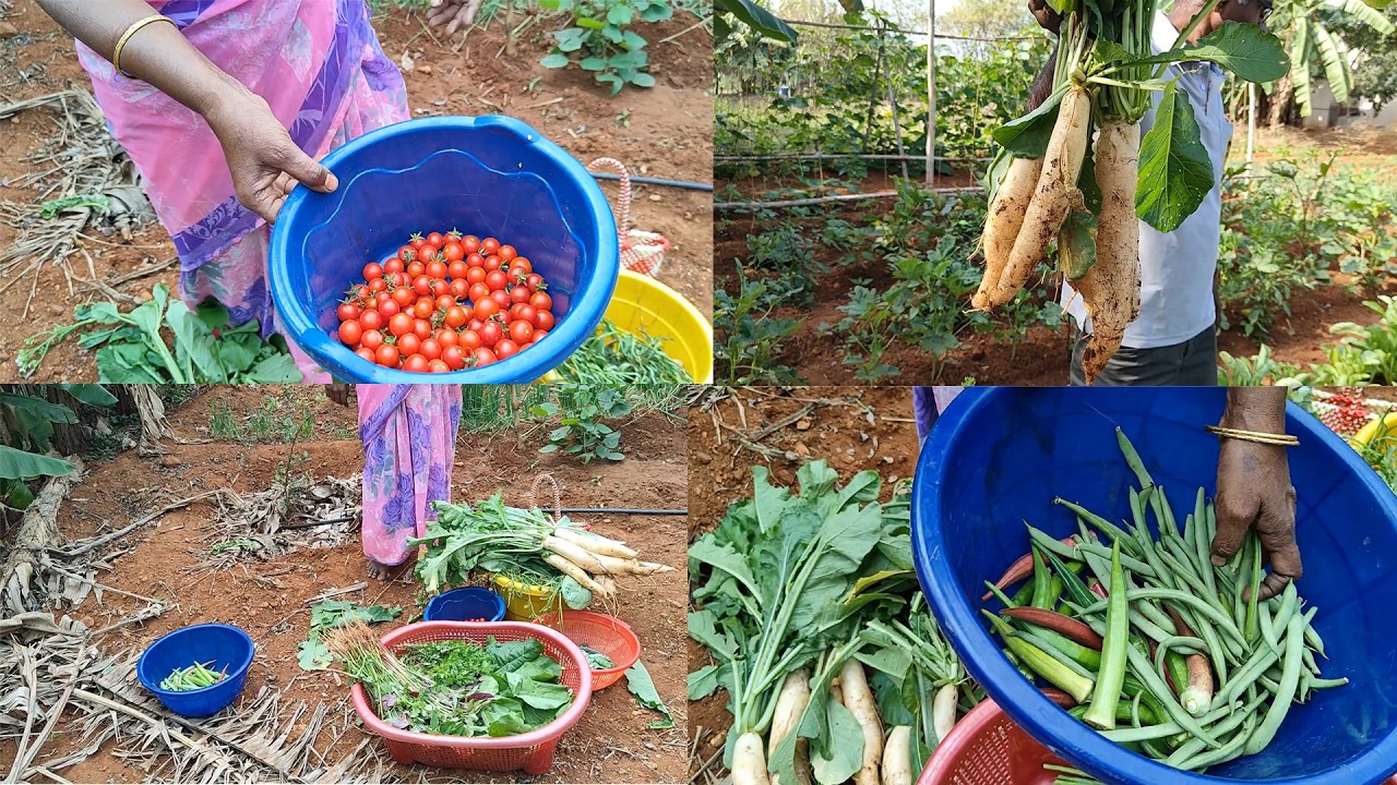 🍅😎அறுவடை ஆரம்பிச்சுரலாமா? | Harvest Vlogs #farming #comedy