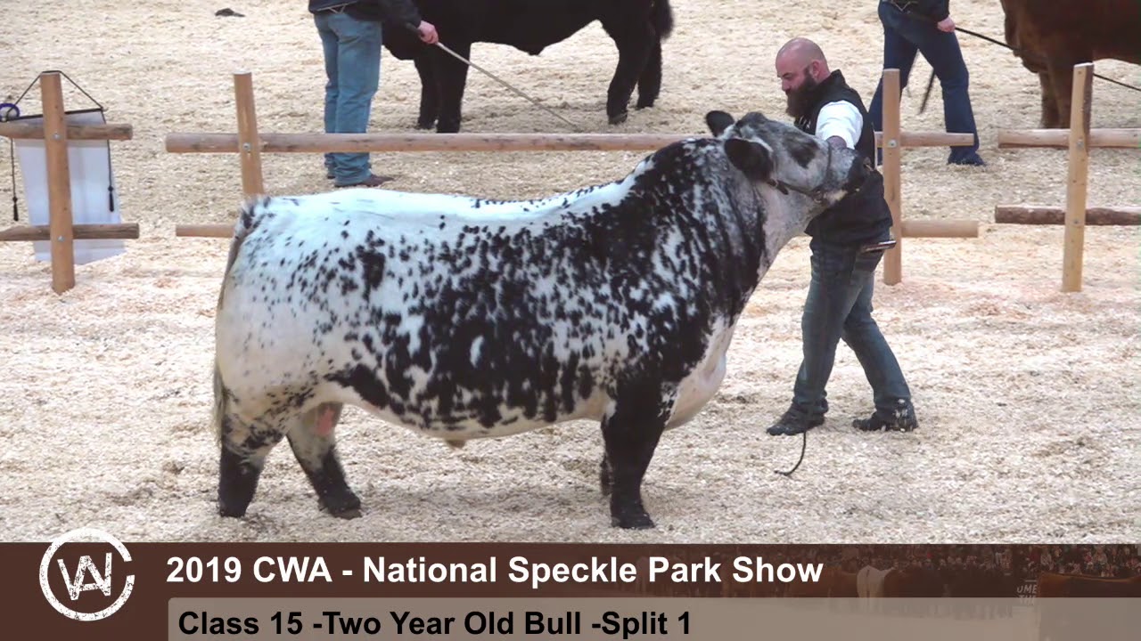 CWA 2019 - Speckle Park - 19.mp4