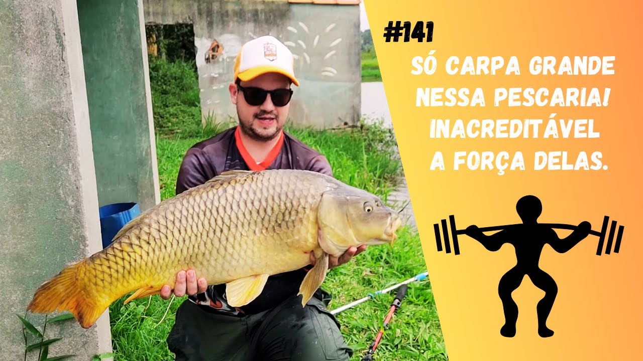 Só carpa grande nessa pescaria, volta do Pesqueiro dos Amigos