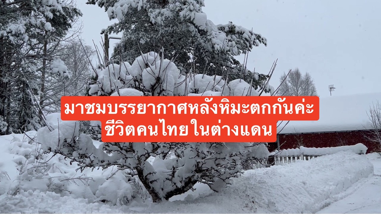 มาชมบรรยากาศหิมะ ตกหนัก ปกคลุมขาวไปหมด ที่ชนบทสวีเดนด้วยกันค่ะ #wintersweden #snow 