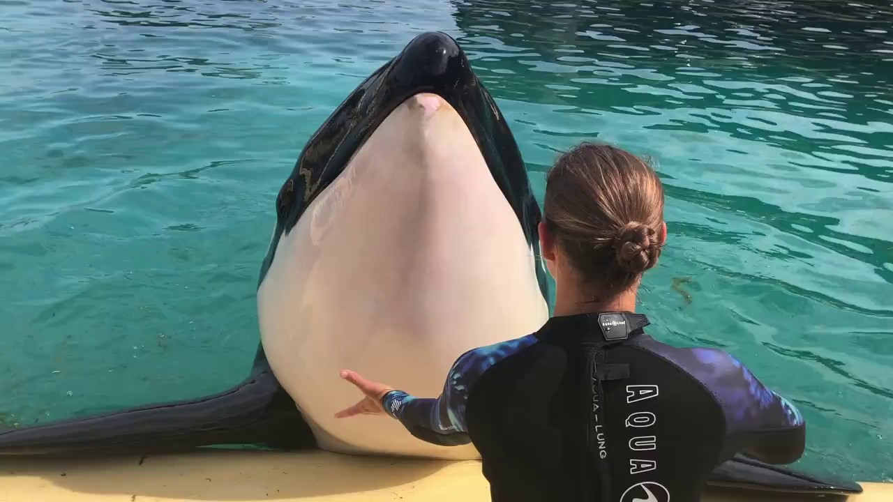 Killer Whales Up Close Tour | Marineland Antibes