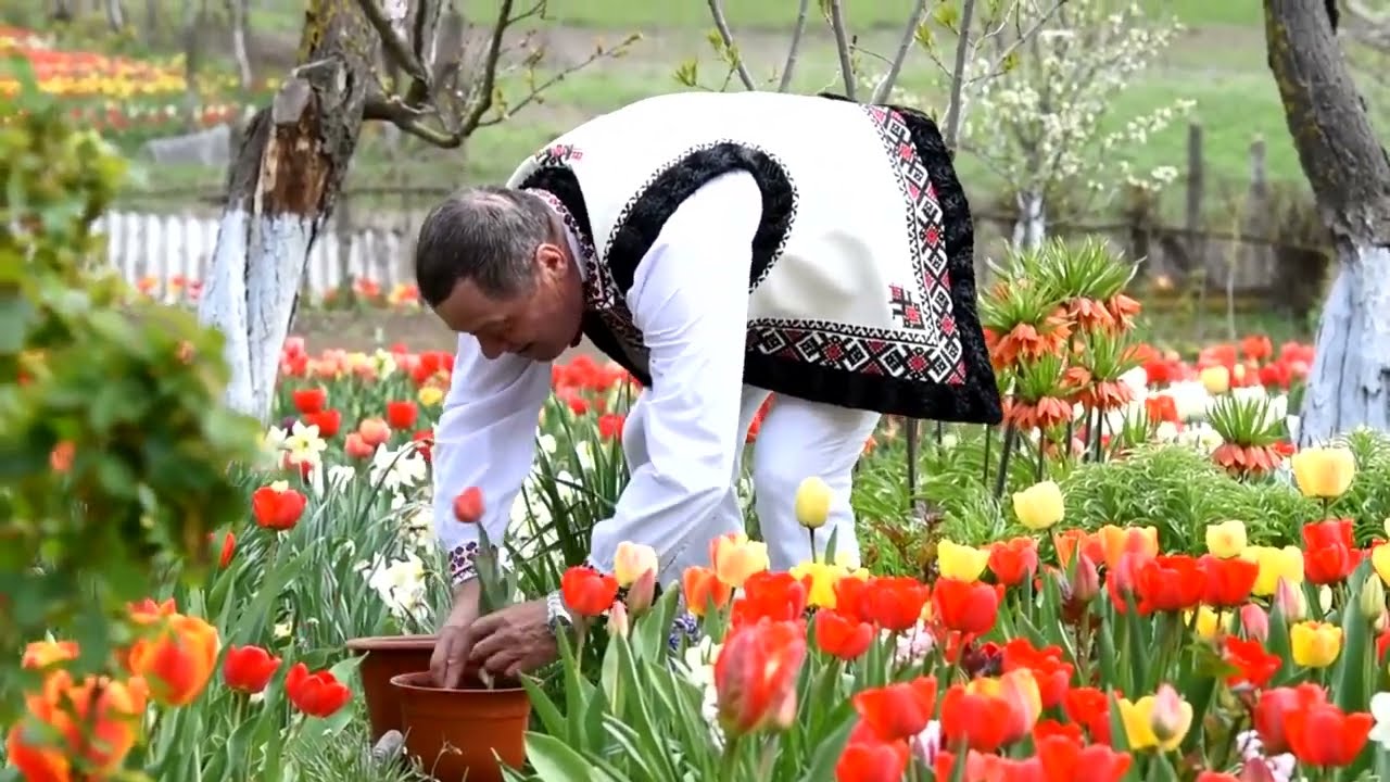 Regele lalelelor, Vasile Popovschi