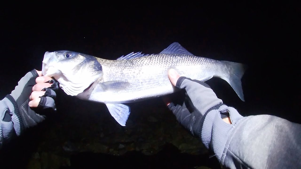 LURE FISHING FOR BASS | GUERNSEY FISHING | UK
