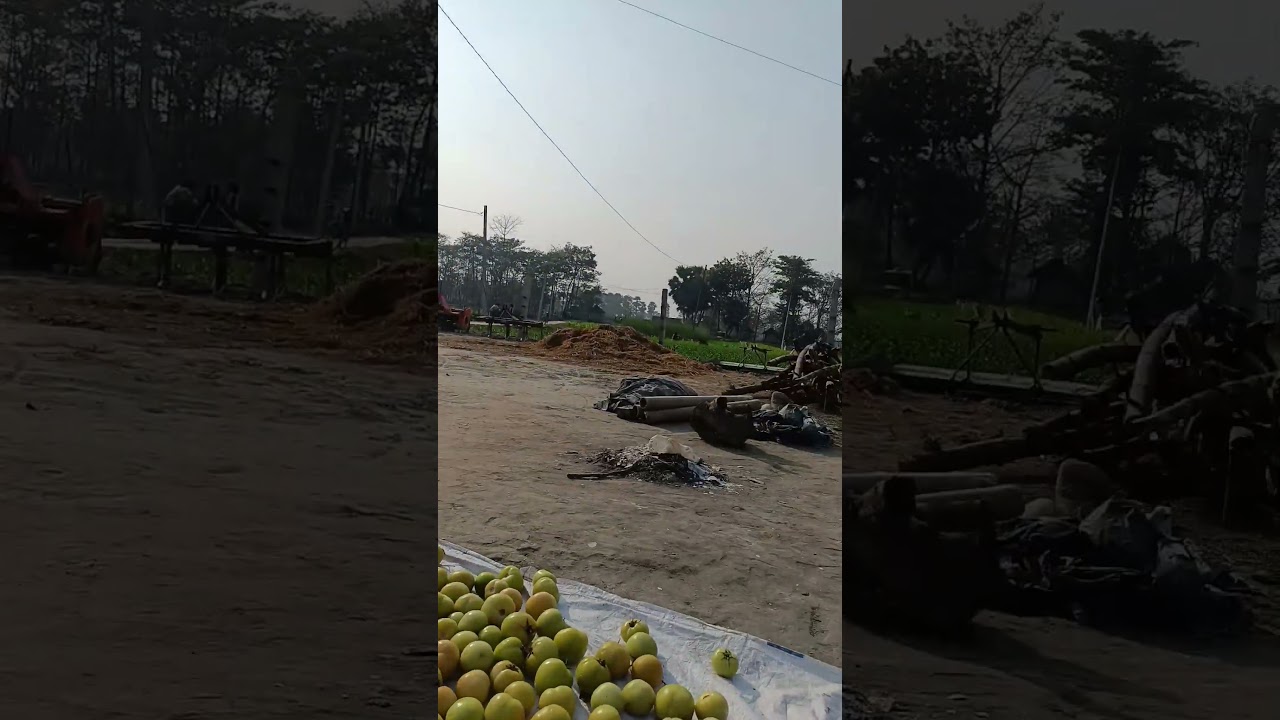 tomato harvesting 