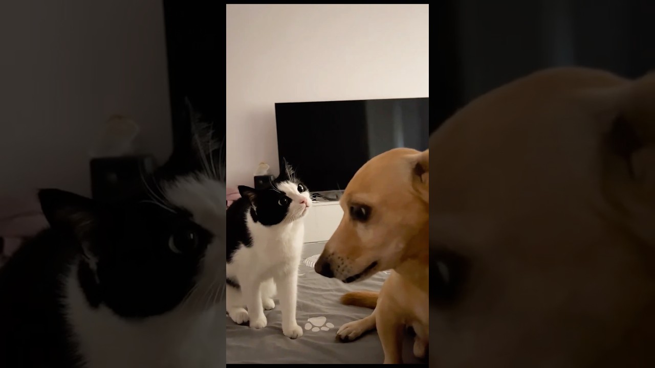 When Cats Throw Hands 😂 Dogs Never See It Coming!