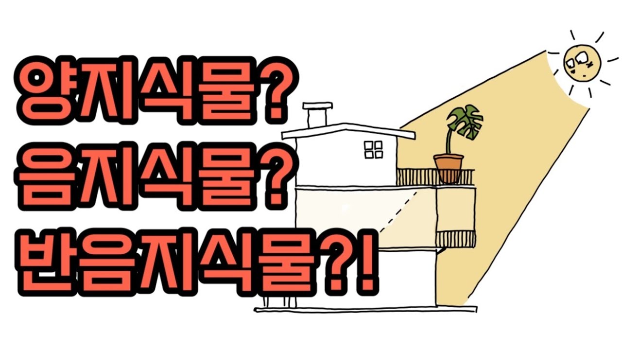 양지 음지 반음지 반양지? 헷갈리시지요? 이걸로 종결! #식물 #식물집사 #식물초보 #식물탐구 #식물튜브 #몬스테라 #식물가꾸기