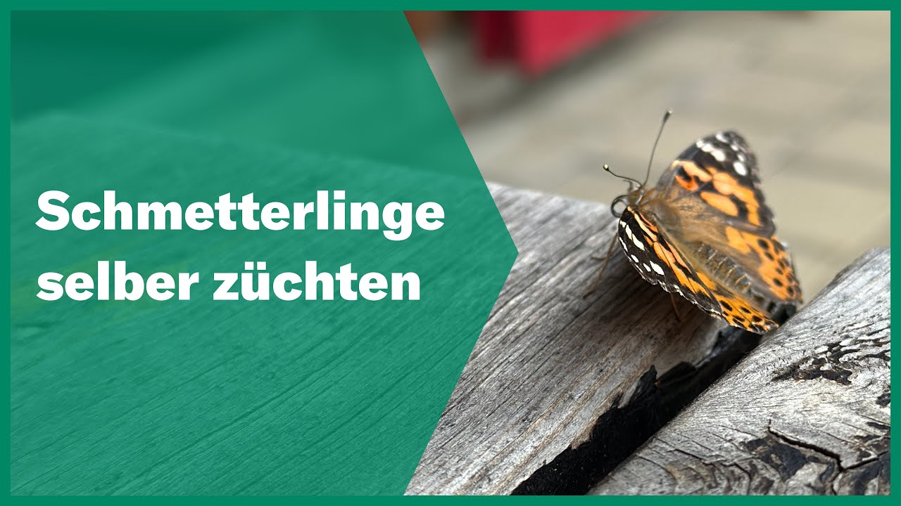 Schmetterlinge selber züchten | Andermatt Biogarten