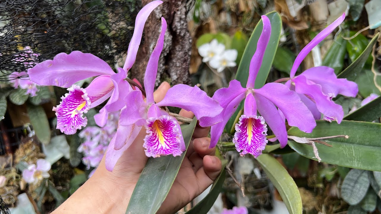 2022年4月6日 一次開四朵 Cattleya maxima 麥西瑪嘉德麗亞蘭  要怎麼照顧嘉德麗雅蘭呢？ ￼